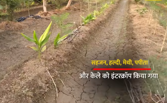 युवा किसान
